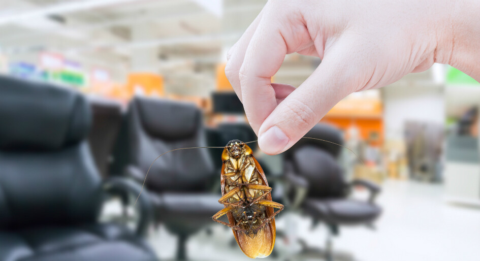 termite control services
